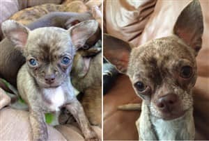 Chihuahua brindle color lightens