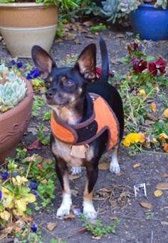 Chihuahua calorie needs adult