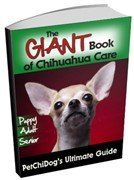 Chihuahua care book