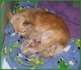Chihuahua newborn puppies