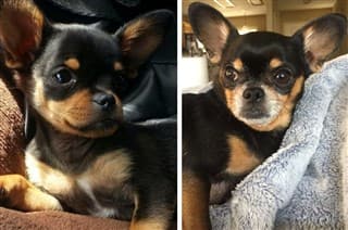 Chihuahua develop gray fur