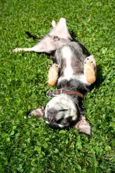 Chihuahua potty training