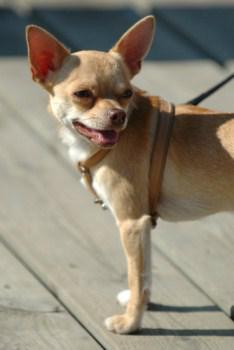 Sturdy Chihuahua on harness