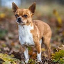 Chihuahua size and weight stats compare