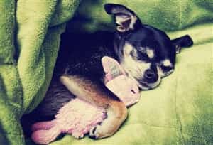 Chihuahua dog sleeping with a toy