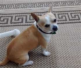 Chihuahua dog staying close to owner