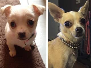 chihuahua-fur-color-change-example