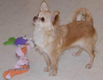 Well groomed Chihuahua