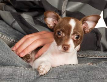Small Chihuahua dog