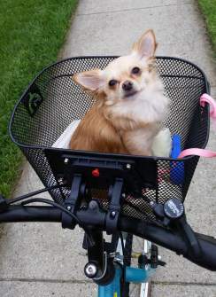 Chihuahua in bike basket
