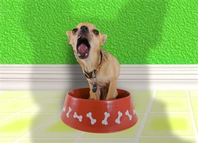 Chihuahua in food bowl, hungry