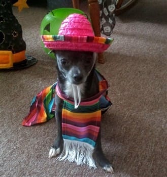 chihuahua-in-mexican-costume