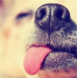chihuahua licking