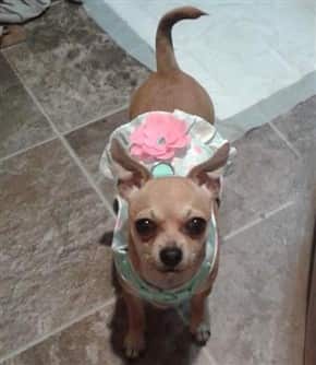 Chihuahua near pee pad