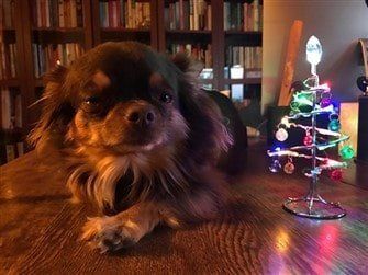 Chihuahua near small Christmas tree