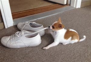 Chihuahua no ticking color, before picture