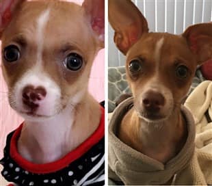 Chihuahua nose changed color