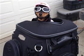 Chihuahua on a motorcycle