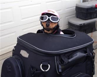 Chihuahua on motorcycle