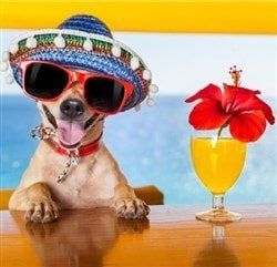 chihuahua-on-vacation