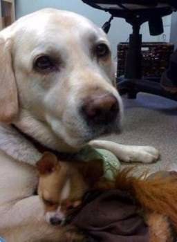 Chihuahua with larger dog