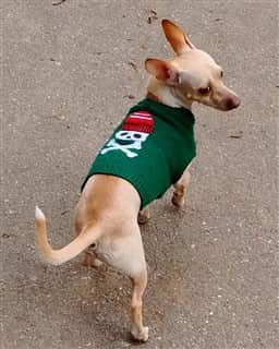 Chihuahua outside