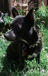 Chihuahua outside in grass