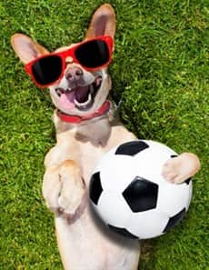 chihuahua-playing-with-soccer-ball