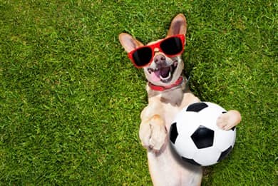 chihuahua-playing-with-soccer-ball