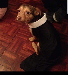 Chihuahua in priest costume