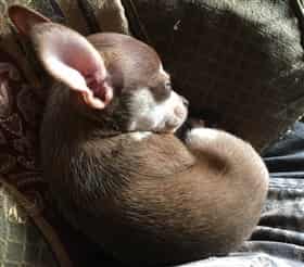 Chihuahua puppy at 7 weeks old