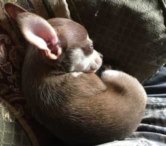 Chihuahua puppy at 7 weeks old