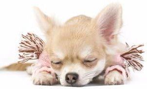 Female Chihuahua resting