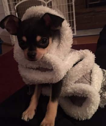 Chihuahua puppy wrapped in blanket