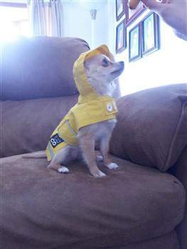 Chihuahua in rain jacket