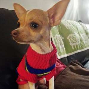 Chihuahua red sweater