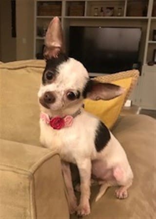 Chihuahua rescued from puppy mill
