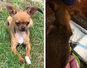 chihuahua-sable-color-deepens
