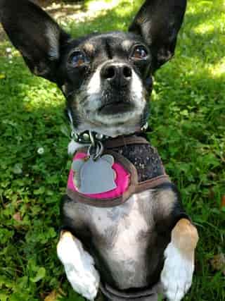 Chihuahua saved from garbage can