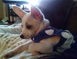 Chihuahua side view
