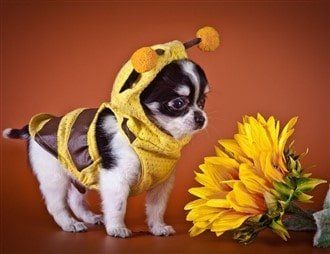 Chihuahua summer photo