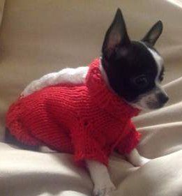 Chihuahua with sweater on