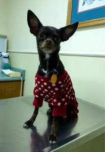 Chihuahua in red sweater with polka dots