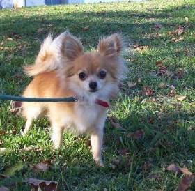 Fawn and white long coat Chihuahua