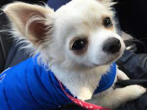 Chihuahua in warm blue vest