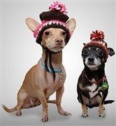 chihuahua-wearing-hat