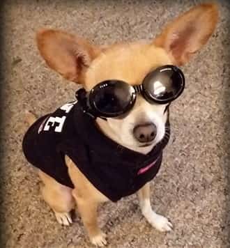 Chihuahua wearing sunglasses