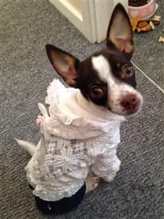 Chihuahua wearing white sweater