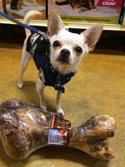 Chihuahua with a huge bone