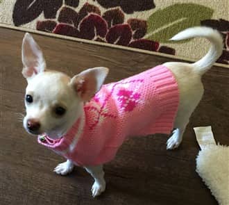 Chihuahua with pink sweater